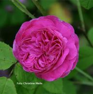 Rose Duc de Guiche Foto Meile