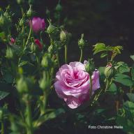 Rose Duchesse de Buccleugh Foto Meile