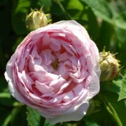 Rose Duchessse de Montebello Foto Vierländer Rosenhof