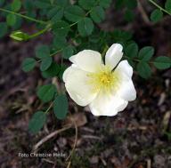 Dunwich Rose Foto Meile