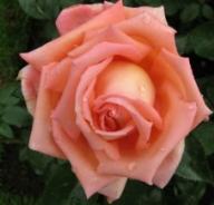 Rose Eclat de Haute Bretagne