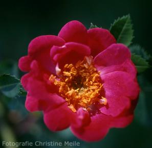 Rose Eos Foto Christine Meile