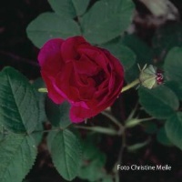 Rose Eugene Fürst Foto Christine Meile
