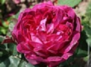 Rose Eugene de Beauharnais Foto Groenloof