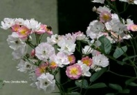 Rose Euphrosyne Foto Meile