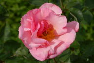 Rose Europawelle Saar Foto Wikipedia