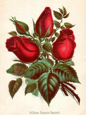 Rose Francis Bennett Foto Quelle Scan des Rosenzeitungartikels von 1886