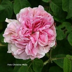 Rose Fanny Elsler