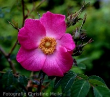 Rose Fenja Foto Christine Meile