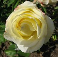 Rose Frederyk Chopin Foto Brandt