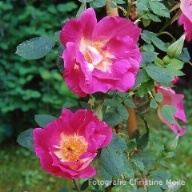 Rose Frühlingszauber Foto Meile