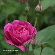 Rose Futtacker Schlingrose Foto Meile