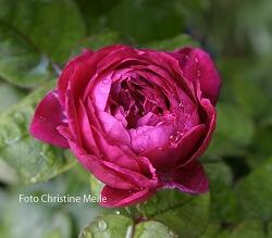 Rose Geant des Batailles Foto Christine Meile