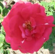 Rose Generaloberst von Kluck Foto Maria Mail-Brandt
