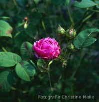 Rose Geschwinds Orden Foto Christine Meile