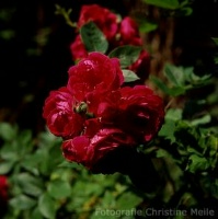 Rose Geschwinds Schoenste Foto Christine Meile