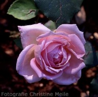 Rose Grace Darling Foto Christine Meile