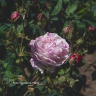 Rose Grande Renoncule Foto Meile