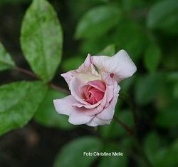 Rose Helene Granger Foto Christine Meile