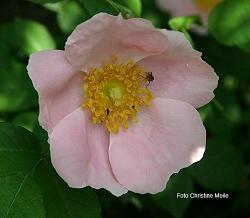 Rose Helga Brichet Foto Christine Meile