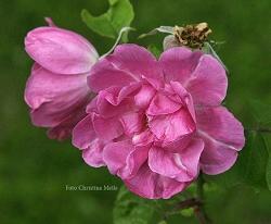 Rose Hildenbrandseck Foto Christine Meile