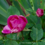 Rose Horace Vernet Foto Christine Meile