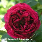 Rose Hugh Dickson Foto Rosenhof Schultheis