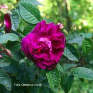 Rose Invincible Foto Meile