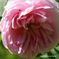 Moosrose Jeanne de Montfort Foto Christine Meile