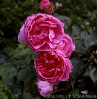 Rose John Clare Foto Meile