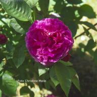 Rose L`Orleanaise Foto Meile