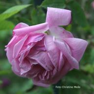 Rose La Noblesse Foto Meile