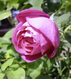 Rose La Reine (Meldorf) Foto Heidrich