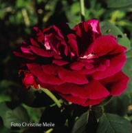 Le Rouge et le Noir Rose Foto Christine Meile