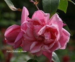 Rose Le Vesuve Foto Christine Meile