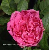 Rose Les Saisons d`Italie Foto Meile