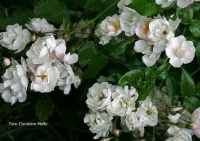 Rosa lucens erecta Foto Christine Meile