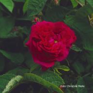 Rose Nuveau Rouge Foto Meile