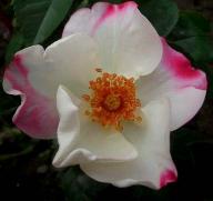 Rose Occhi di Fata Foto Myroses