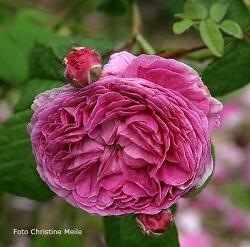 Rose Ohl Foto Christine Meile