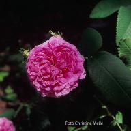 Rose Ornement de la Nature Foto Meile
