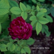 Orpheline de Juillet Rose Foto Christine Meile