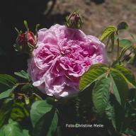 Rose Paquita Foto Meile
