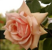 Rose Paul Lede Climbing Foto Vierländer Rosenhof