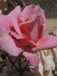 Rose Picture Foto Wikipedia