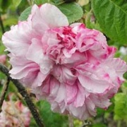 Rose Pink Leda Foto Vierländer Rosenhof