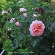 Rose Pirouette Foto Meile