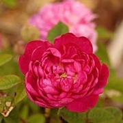 Rose Pompon de Bourgogne Foto Vierländer Rosenhof