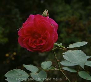 Rose Prince Noir Foto Christine Meile