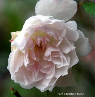 Rose Princess Marie Adelaide de Luxemburg Copy Christine Meile